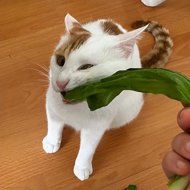 猫最喜欢吃什么，猫最爱吃的10种食物（猫咪可以吃的食物）