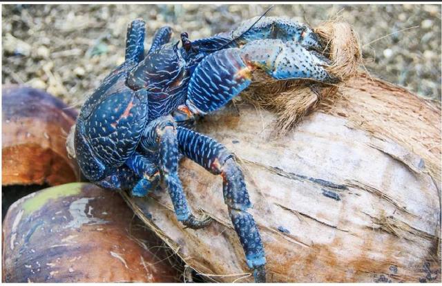 超市买的椰子怎么打开，买回来的椰子如何快速打开（勇猛的椰子蟹是怎样“徒手”开椰子的）