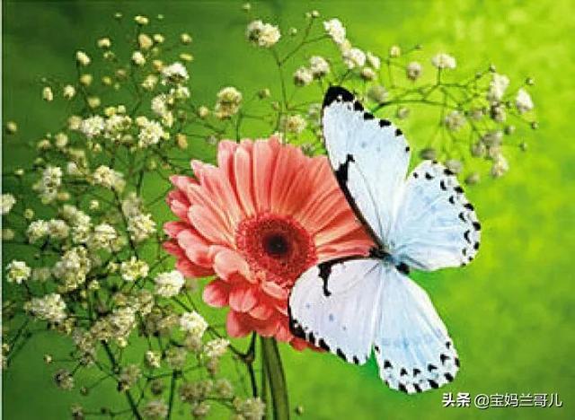 蝴蝶在花朵上干什么，蝴蝶与花的寓意象征（蝴蝶翩翩起舞在花朵上）