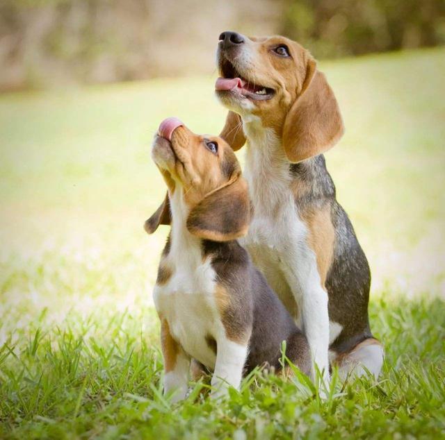 狗和人能生孩子吗，人跟狗会生出孩子吗（为啥狗狗会和母亲“近亲繁殖”）