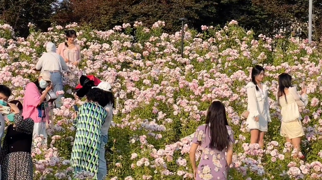 郑州周边免费景点，郑州最近免费旅游景点大全（不出郑州的8个赏花遛娃地）