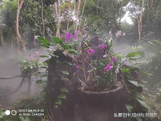 呀诺达热带雨林，呀诺达雨林文化旅游区官网（呀诺达景区探寻热带雨林奇观）