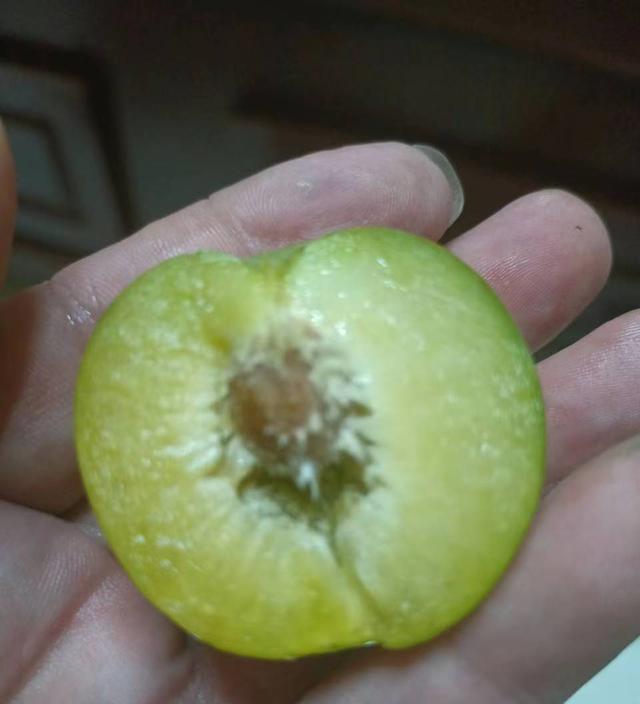 四月李子苗多少钱一棵，4月成熟的李子（这就是巨进李子树来年高产的用药方案）