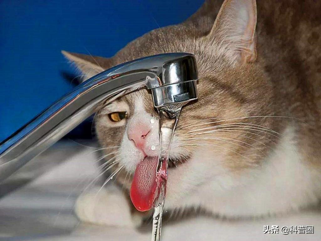 猫的生殖器(猫和狗连在一起)