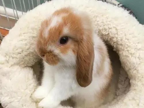 垂耳兔的饲养方法，适合当宠物养的小兔子（垂耳兔该怎么养）