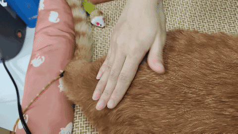 怎样抱猫咪最舒服，怎样抱猫咪最舒服图片（史上最全猫咪按摩宝典）