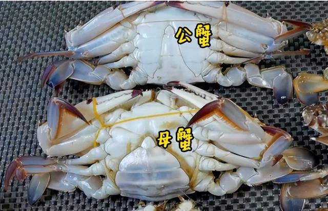 秦皇岛现在有哪些海鲜，秦皇岛秋天的第一批螃蟹