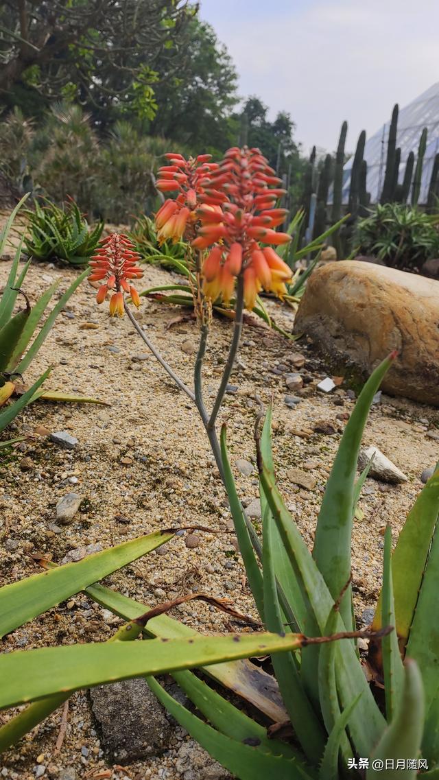 深圳市仙湖植物园，深圳仙湖植物园适合夏天逛吗（深圳仙湖植物园现场实拍图来了）