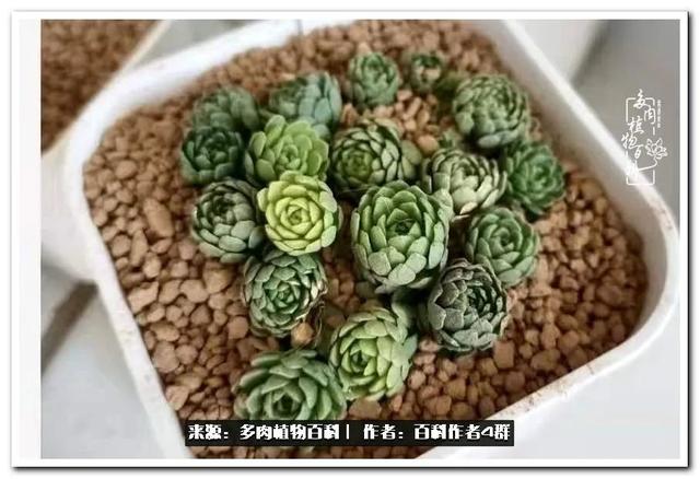 景天科植物有哪些品种，景天科常见植物（景天科常见多肉图鉴不完全版A系列）