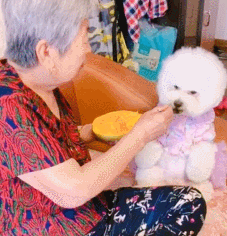 养狗最好养什么狗，什么狗最好养又听话萌宠指南（养狗“首选”这8种狗）