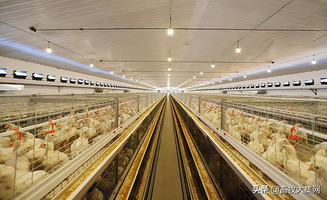 肉食鸡有几类品种，肉食鸡有几类品种图（肉鸡品种全家福）