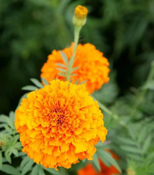 看望病人买什么鲜花，适合送病人的鲜花有哪几种（哪些花代表健康、平安、幸福）