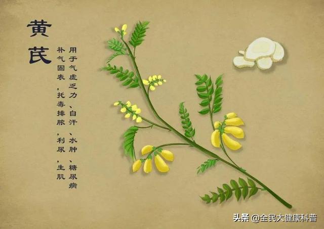 经期可以喝黄芪水吗，黄芪月经期可以喝吗（黄芪泡水对身体大有好处）