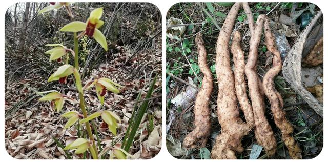 有哪些野菜可以吃，有哪些野菜可以吃视频播放（120种野菜介绍）