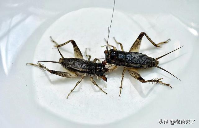 怎样斗蛐蛐，怎样斗蛐蛐儿（蟋蟀最“好斗”的季节到了）