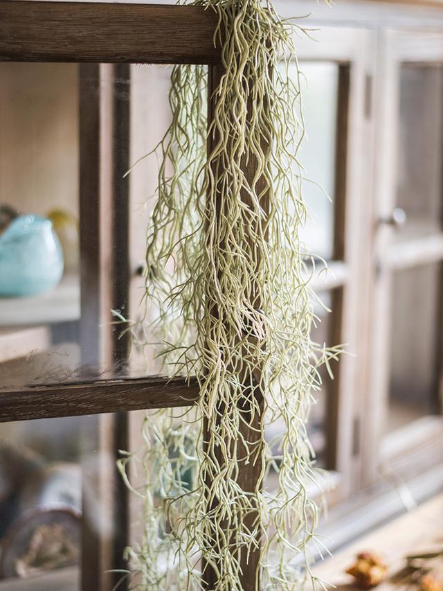 室内植物100种大盆栽，室内大盆栽植物如何养护（100种“吉祥花”）