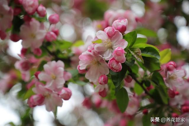 海棠花是什么颜色，海棠花分别有多少种颜色（海棠四品：四种形色，四种韵味）