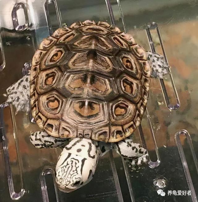 乌龟白眼病怎么治疗，乌龟白眼病怎么治最快（你可有好好地总结一下）