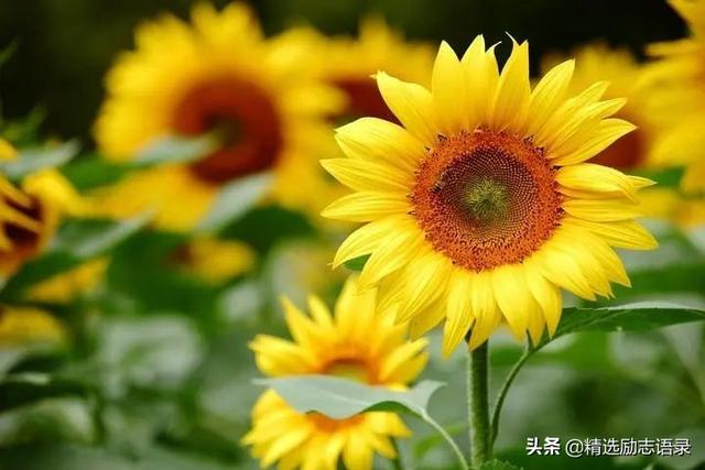 开心句子表达心情，开心句子表达心情简短（心情好，人不老）