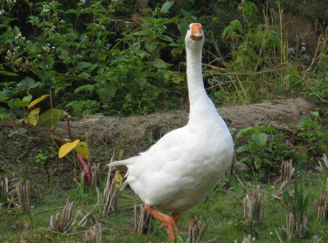 黄鼠狼的天敌是什么，黄鼠狼的天敌是什么?准确点吧（狡猾的黄鼠狼为啥怕大白鹅）