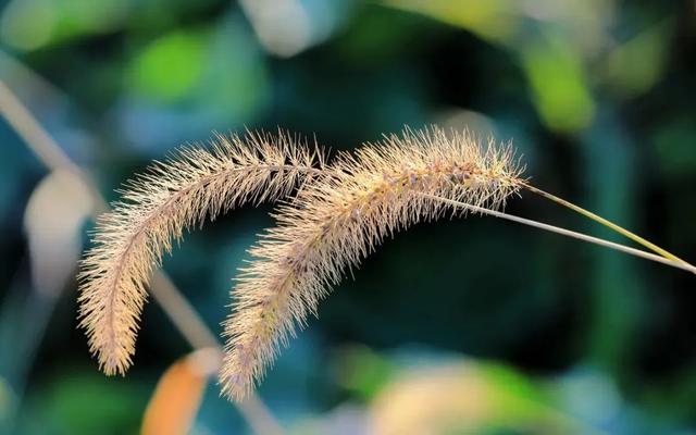 稗子草是狗尾巴草吗，稗草子能吃吗（不求回报默默爱——罗汉草）