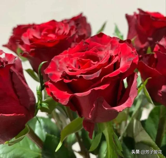 紫玫瑰代表什么，紫色玫瑰代表什么意思（各不相同的红色——十五种经典的红玫瑰）