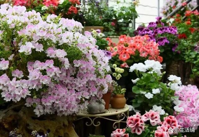 盘点10种九月最常见的花，九月都有哪些花（6种适合阳台种的花）