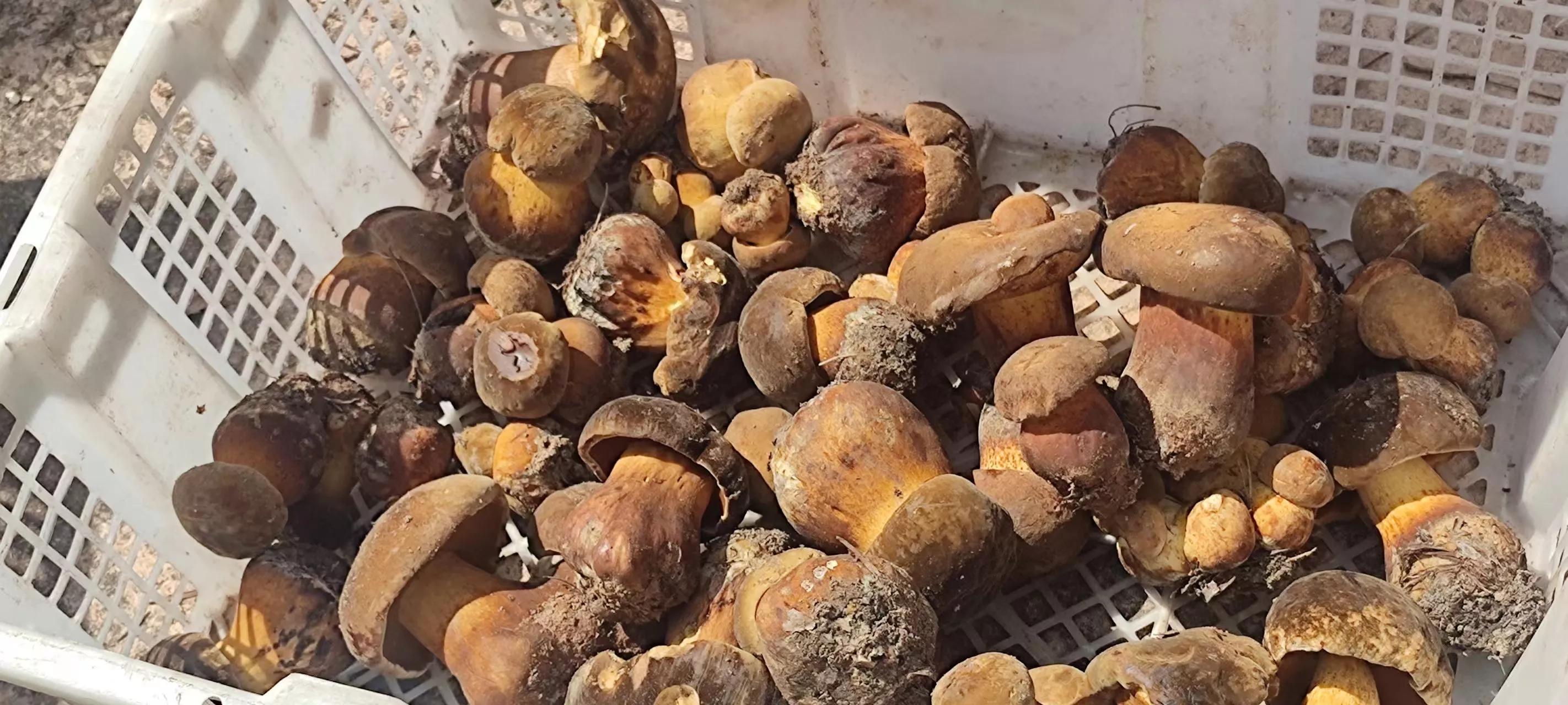 黑牛肝菌是什么味道(让人闻香止步的黑牛肝菌,你知道多少) - 旭辉快讯