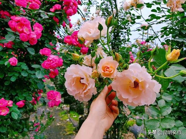 市花和市树是什么，杭州的市树和市花是什么（昆明400亩网红月季花海）