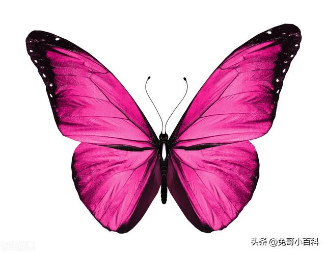 蝴蝶生活习性，蝴蝶王国（蝴蝶的生活环境和特点）