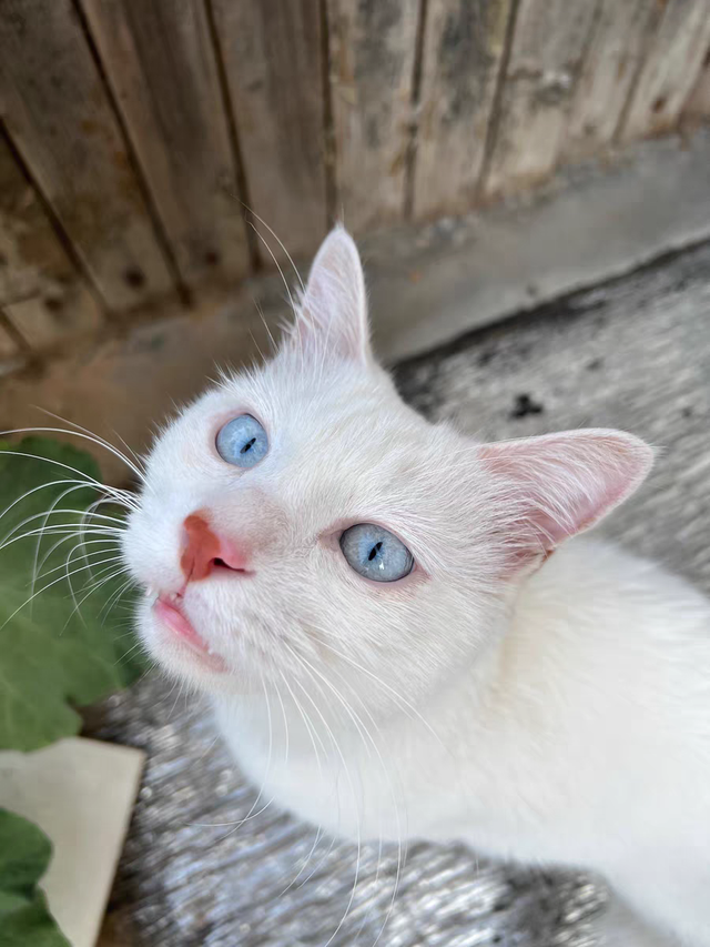 猫咪怎么驱虫，农村的猫咪怎么驱虫（猫咪驱虫的正确方法）