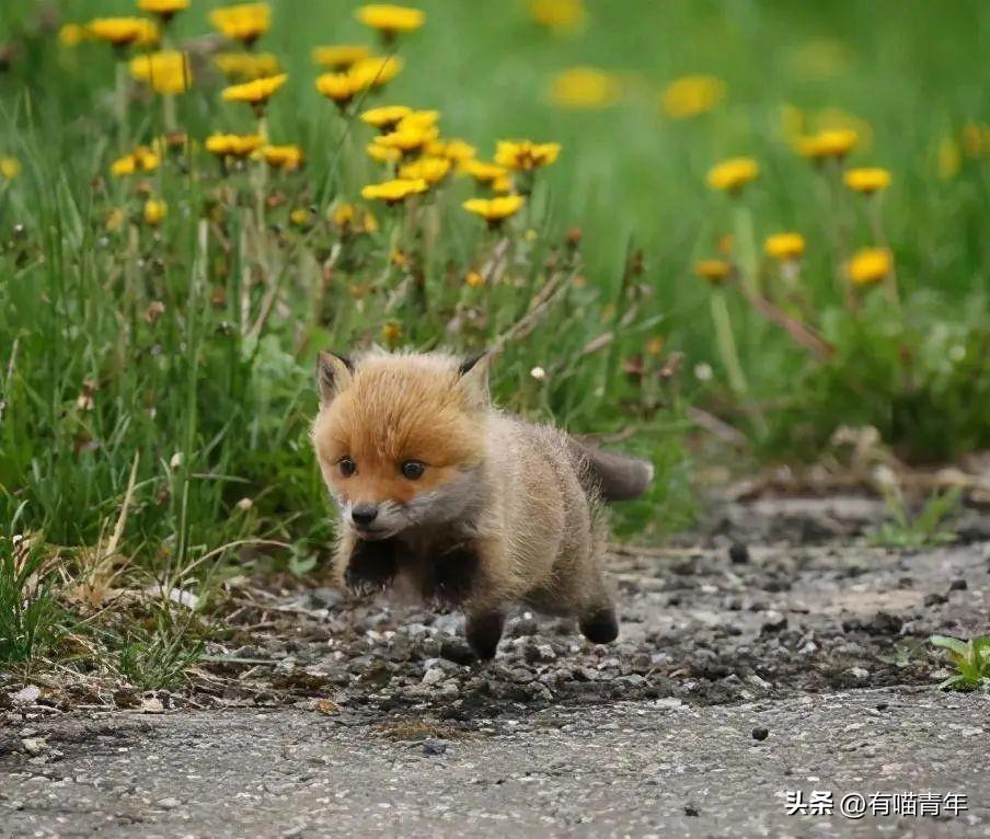 狐狸幼犬多少钱一只 狐狸犬 幼犬