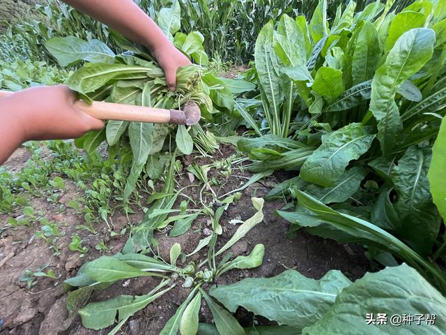 牧草种植品种的选择，干货分享：牧草品种怎么选择