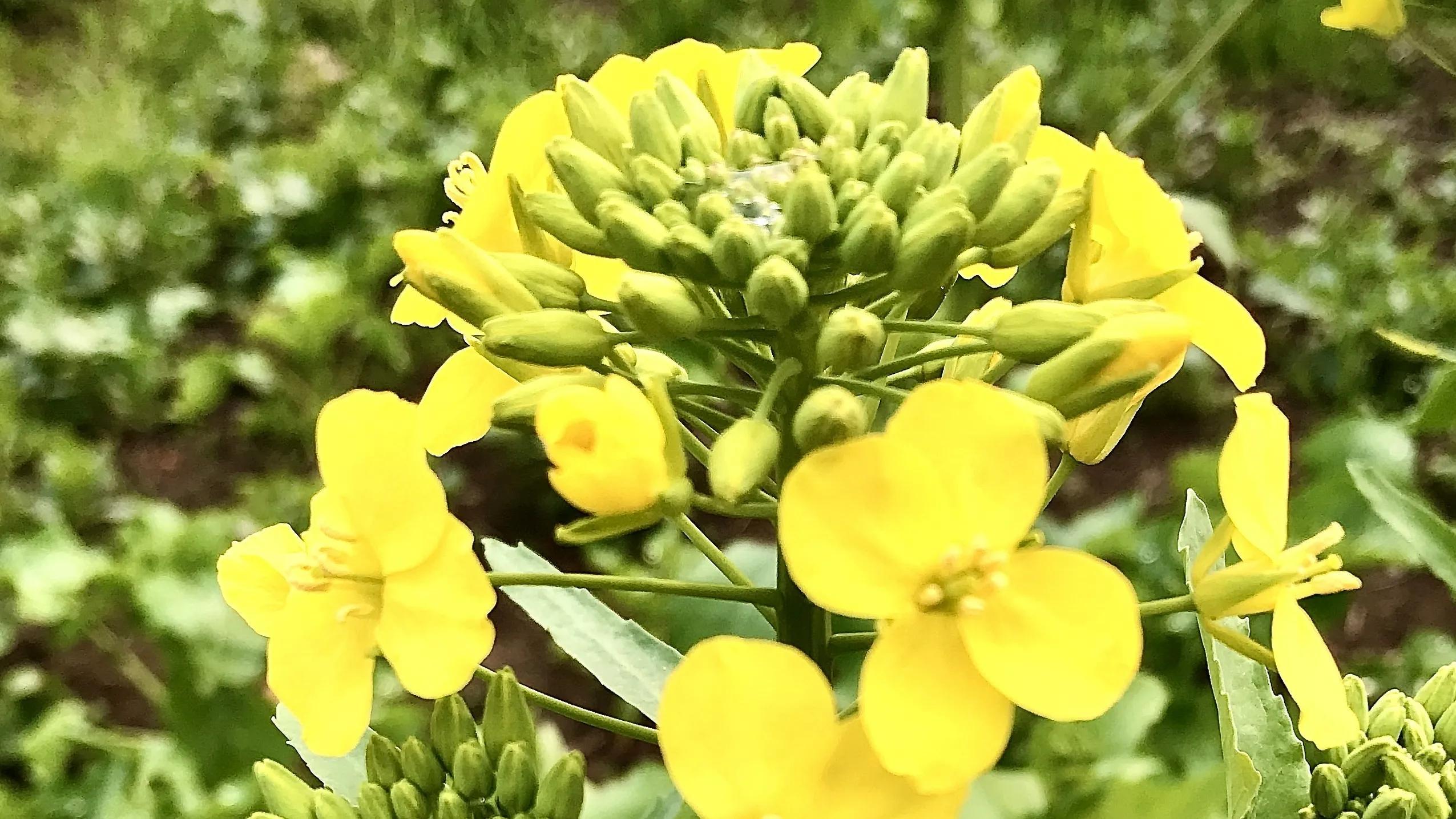 三年級下冊第一單元作文《我的植物朋友——油菜花》範文-大恆文化