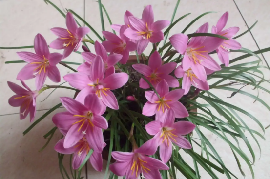 春天开的常见的花，春天的花有哪些（春天的花有哪些 名字）