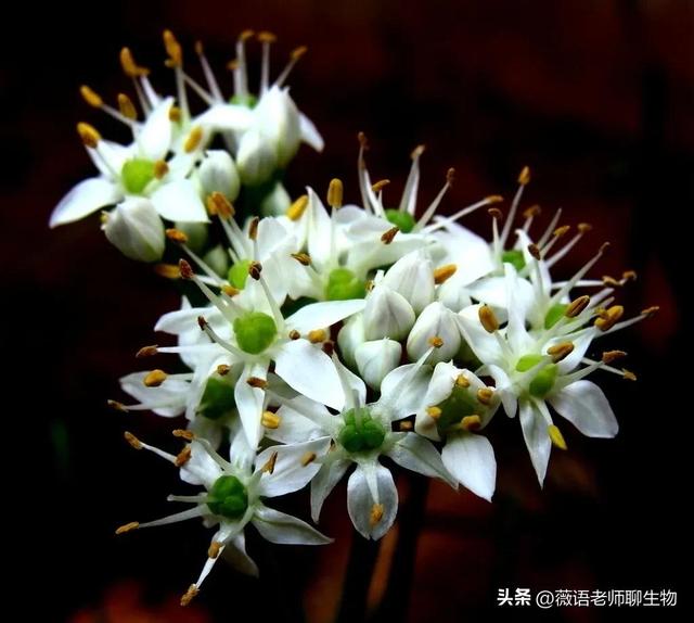 韭菜花的花苞能吃吗，韭菜花可以吃吗（韭菜好吃，韭菜花好吃吗）