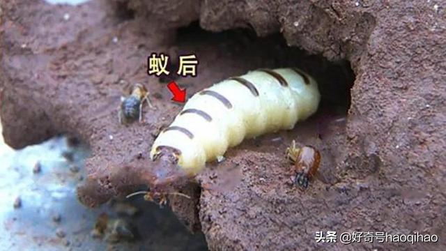 hetui是什么意思网络用语，吐痰表情包 微信（蚂蚁也会“刷朋友圈”）