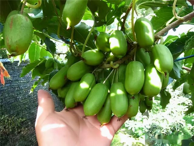 在家种猕猴桃小妙招，在家怎么种猕猴桃（院里种点软枣猕猴桃果树）