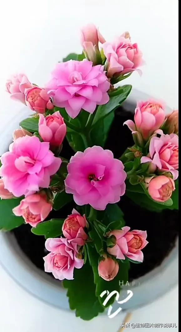 美美美的，美美美的表情包（壁纸美图）