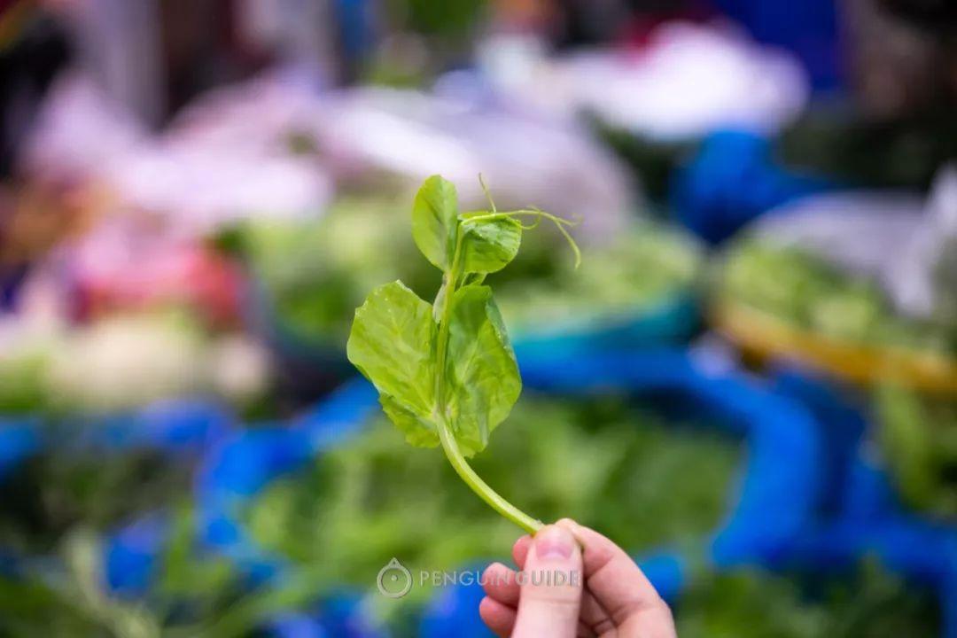 上海青菜的营养与功效，上海青的功效与作用及营养价值（当一个南方人在北方说）