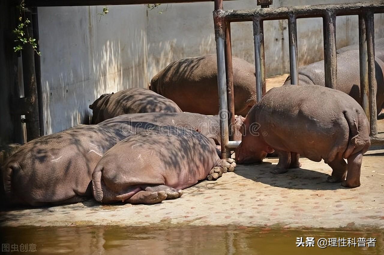 河马吃什么食物（浅谈河马的食料与习性）