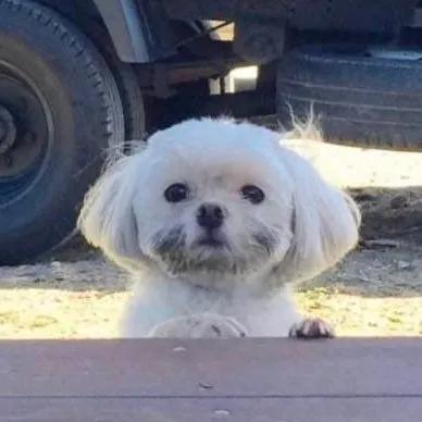 狗头像可爱微信头像，可爱狗狗头像（可爱狗子头像）