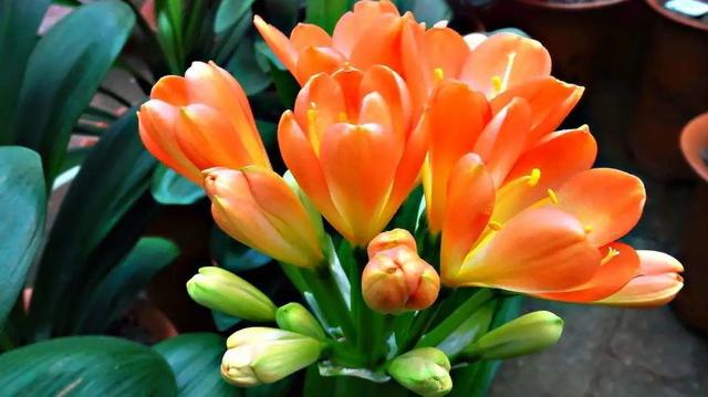 君子兰叶根腐烂怎么治，君子兰叶根腐烂怎么治好（巧施4个步骤就可以挽救）