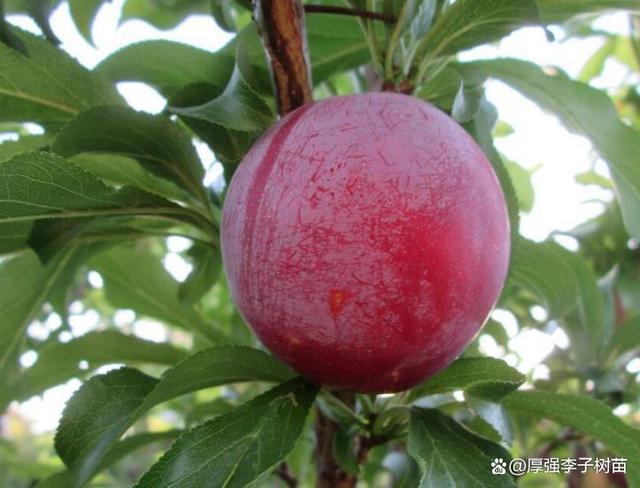 李子树的生长环境，李子树苗新品种价格李子树苗（李子树苗的生长环境是怎样的）