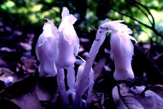 水晶兰的花语是什么，水晶兰是吉祥花吗（幽灵之花一一水晶兰）