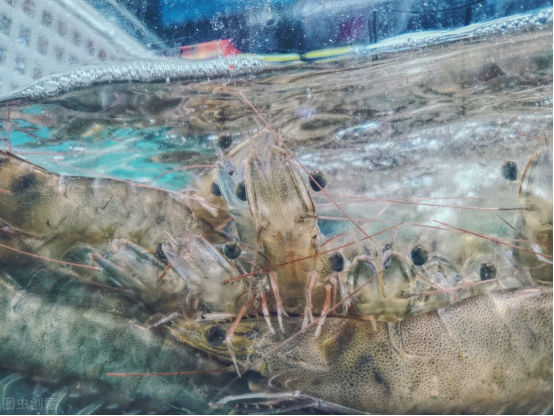 吃虾的季节是什么时候，这个季节吃什么虾（饭店老板：牢记6点）