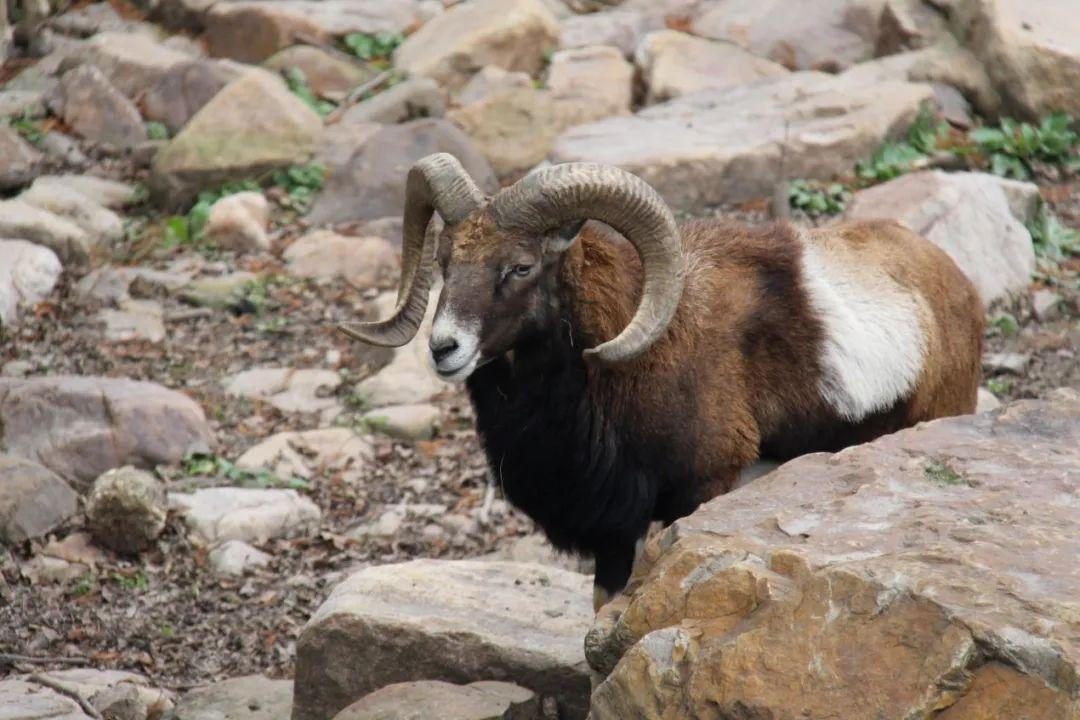 羊图片大全大图(世界上最漂亮的羊图片)插图(8)