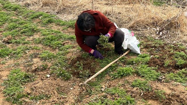 这么多野菜你认识几种，比韭菜还鲜嫩