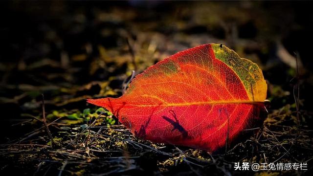 男人没放下前妻的表现，没放下前妻的表现（男人能忍多久不联系前妻）