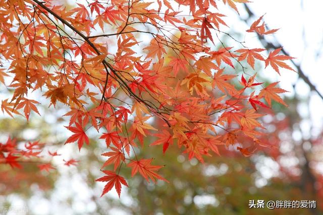 宽容个性话语，宽容个性话语怎么写（乐观的心态来自宽容）